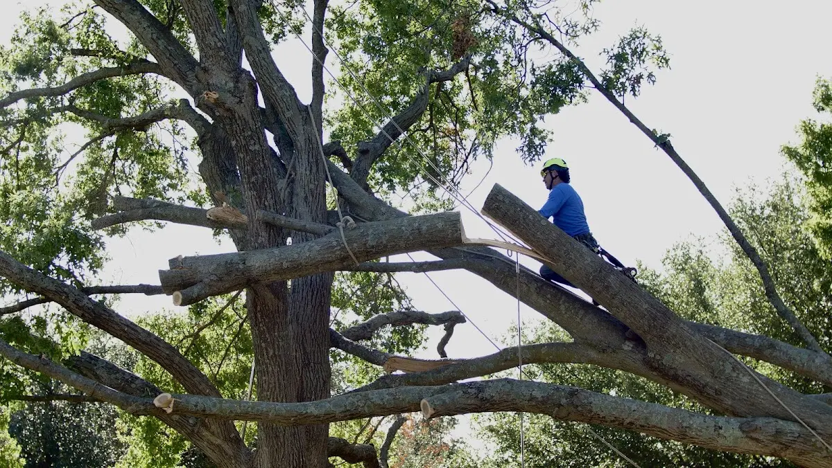 Professional Hazardous Tree Removal performed by certified arborists in Abilene